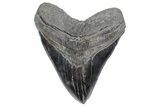 Serrated, Fossil Megalodon Tooth - South Carolina #360757-1